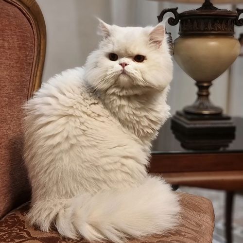 اگه پتت آدم بود چه شکلی می‌شد؟