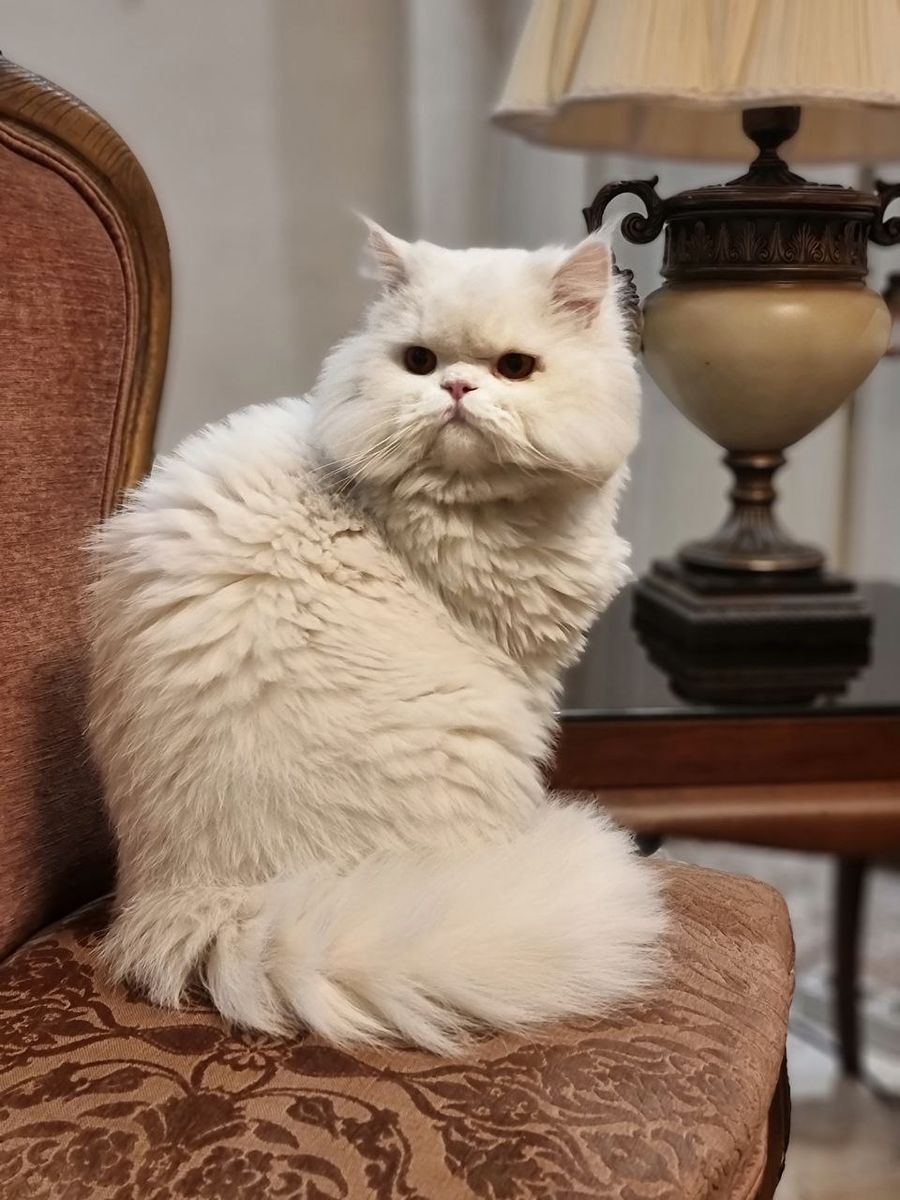 اگه پتت آدم بود چه شکلی می‌شد؟